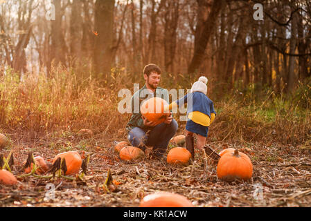 Père et fille picking citrouilles dans un potager Banque D'Images