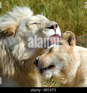 White Lion léchant une lionne, Afrique du Sud Banque D'Images