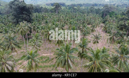 Vue aérienne de la plantation de palmiers à huile dans la région de Suratthani en Thailande Banque D'Images