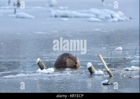 Un castor 'Castor canadensis'; sur la glace d'hiver se nourrissant de certaines branches de peuplier qu'il a entreposées pour la saison d'hiver près de Hinton Alberta Canada Banque D'Images