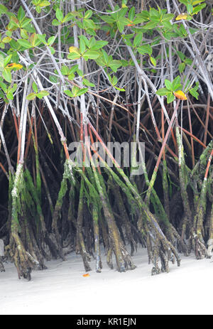 Racines de palétuvier rouge (Rhizophora mangle) plongent dans le sable blanc. Tortuga Bay. Puerto Ayora, Santa Cruz, Galapagos, Equateur. Banque D'Images