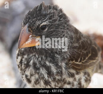 Portrait d'une grande femelle (Geospiza magnirostris finch au sol) avec son bec massif sur la plage de sable Playa Ochoa. Cette espèce est endémique de Galap Banque D'Images