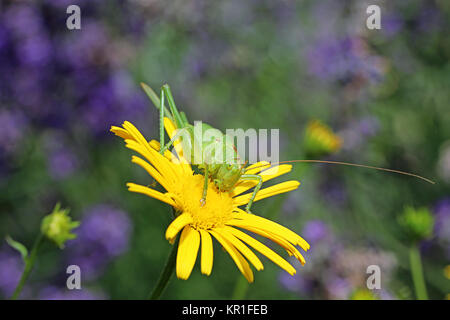 le cheval de foin vert de grande taille tétretigonia viridissima mange du pollen Banque D'Images