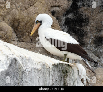 Un fou de Nazca (Sula granti) sur les falaises de la mer à son site de nidification près de Playa Ochoa. San Cristóbal, Galapagos, Equateur. Banque D'Images