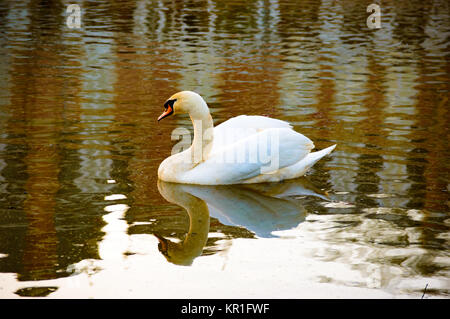 Beau cygne blanc reflétée dans l'eau Banque D'Images