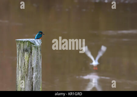 Kingfisher oiseau posé sur un poste en bois Banque D'Images