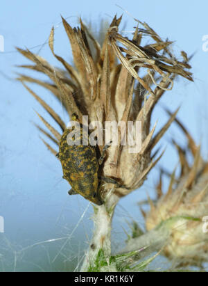 La prune séchée sur une espèce Carduus fleur. Banque D'Images