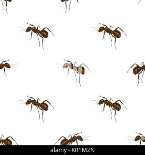 Ant isolé sur fond blanc. Banque D'Images