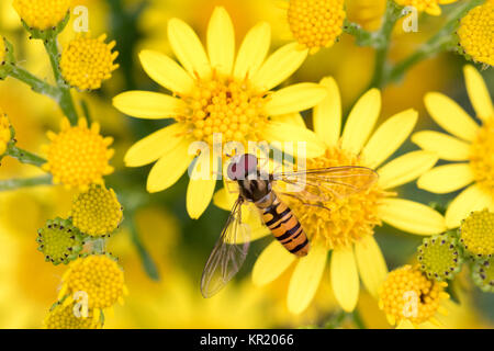 La Faune : Hover fly sur séneçon jacobée. (Syrphus ribesii). Banque D'Images