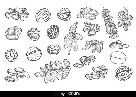Grande collection de main très détaillées tirées des dates, les pistaches, les noix. Isolé sur blanc. Vector illustration Illustration de Vecteur