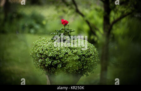 Urne sur pied avec des fleurs dans le jardin vert Banque D'Images