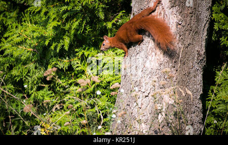 La direction générale de l'écureuil. L'écureuil roux. Gingembre petit écureuil dans parc. Close-up squirrel Banque D'Images