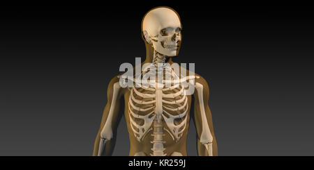 L'anatomie humaine avec les muscles et squelette visible Banque D'Images
