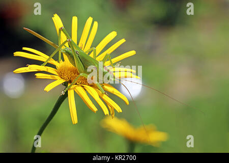 grand cheval de foin vert tétretigonia viridissima sur fleur jaune Banque D'Images