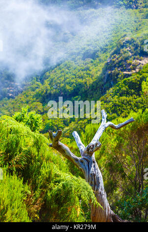 Paysage de montagne. Banque D'Images