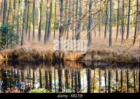 Swamp reflétant les grands arbres en forêt Banque D'Images