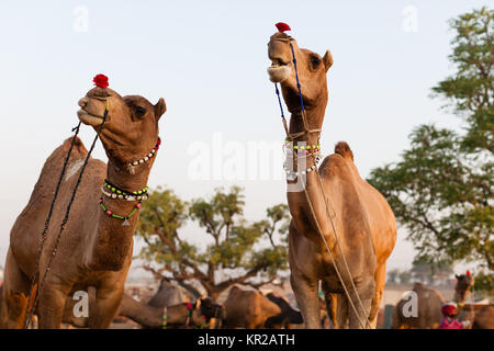 Pushkar, Rajasthan juste Chameau Banque D'Images