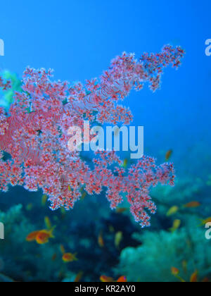 Weichkoralle Alcyonacea, la mer Rouge, Egypte, Weichkoralle (Alcyonacea), Rotes Meer, Aegypten