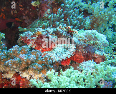 Poisson Scorpion Scorpaena scrofa, la mer Rouge, Egypte, Drachenkopf (Scorpaena scrofa), Rotes Meer, Aegypten Banque D'Images