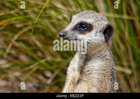 Meerkat Sitting on Guard Banque D'Images