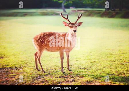 Cerf sika sacré à Nara park le matin Banque D'Images