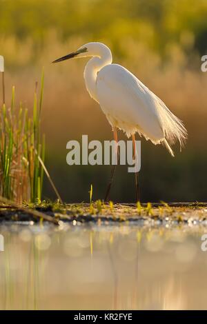 Grande aigrette (Ardea alba), se trouve au bord de la parc national de Kiskunsag, reed, Hongrie Banque D'Images