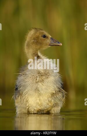 Petite oie cendrée (Anser anser), chick se trouve dans le parc national de l'eau, Kiskunsag, Hongrie Banque D'Images