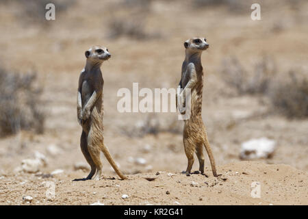 Les suricates (Suricata suricatta), debout à burrow, alerte, Kgalagadi Transfrontier Park, Northern Cape, Afrique du Sud Banque D'Images