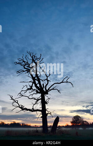 Old dead tree à l'aube, l'aube et de la brume au milieu de la Réserve de biosphère de l'Elbe, Saxe-Anhalt, Allemagne Banque D'Images