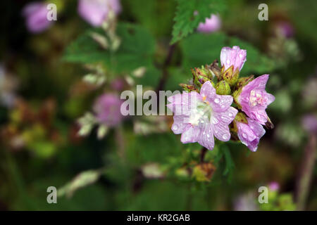 Musk (Malva moschata) Banque D'Images