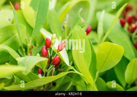 Les feuilles des plantes de coca Banque D'Images