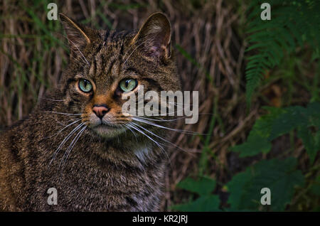 Gros plan sur une Wildcat écossaise dans la nature Banque D'Images