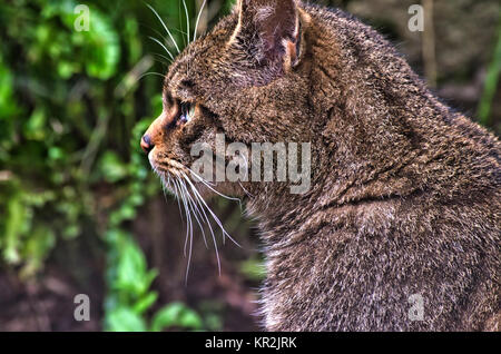 Gros plan sur une Wildcat écossaise dans la nature Banque D'Images