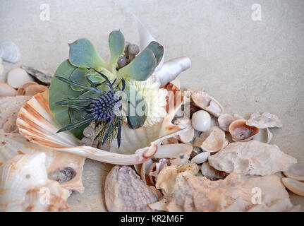 Photo Gros plan d'un homme assis sur la boutonnière de coquillages. Succulentes, chardon et un bouton maman enveloppé de satin masculin et élégant. Banque D'Images