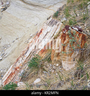 Le bois pétrifié exposés dans une prairie coulee près de valier, Montana Banque D'Images