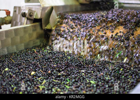 La production d'huile d'olive vierge douce à une presse à froid usine après la récolte des olives, Crète, Grèce. Banque D'Images