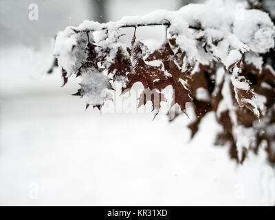 Feuilles d'érable sec sur une branche couverte de neige fraîche blanc après un blizzard Banque D'Images
