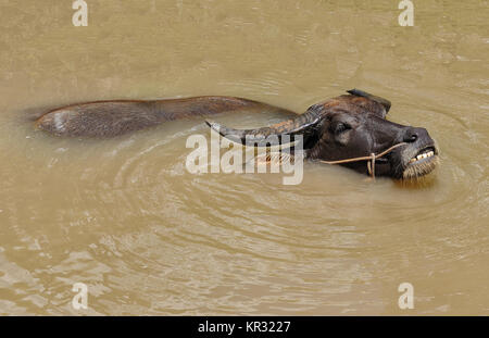 Le buffle d'eau dans le delta du Mékong près de Vinh Long au Vietnam Banque D'Images