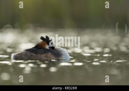 Grèbe huppé (Podiceps cristatus ) natation sur un lac, de repos, semble détendu, mais en regardant attentivement avec un oeil ouvert, l'Europe. Banque D'Images