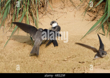 Sand Martin / Hirondelles de rivage (Riparia riparia), perché sur une falaise de sable d'une rivière, struggeling pour la nidification des chances, de la faune, de l'Europe. Banque D'Images