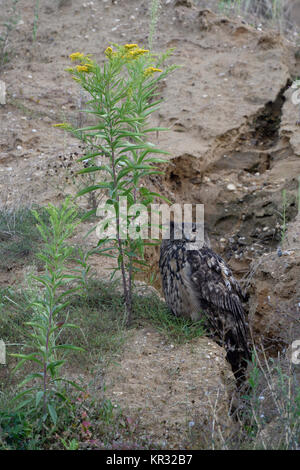 Grand Duc ( Bubo bubo ), d'oiseaux adultes, reposant à côté d'une fleur au bord d'un canal de drainage naturel dans une carrière de gravier, de la faune, de l'Europe. Banque D'Images