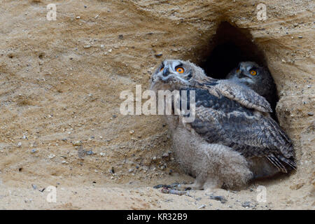 Grand Owl Bubo bubo / Owls ( ), deux poussins, ensemble dans l'entrée de leur terrier de nidification, à la recherche vers le ciel, la faune, l'Europe. Banque D'Images