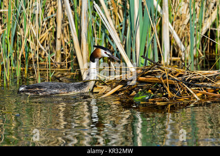 Grèbe huppé (Podiceps cristatus) au nid, Pays-Bas Banque D'Images