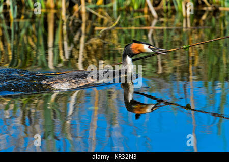 Grèbe huppé (Podiceps cristatus) amener le matériel du nid au nid, Pays-Bas Banque D'Images