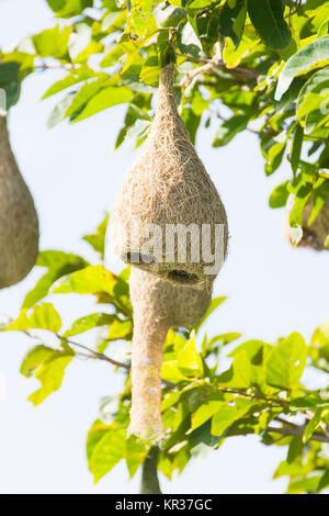 Baya weaver bird nest Banque D'Images