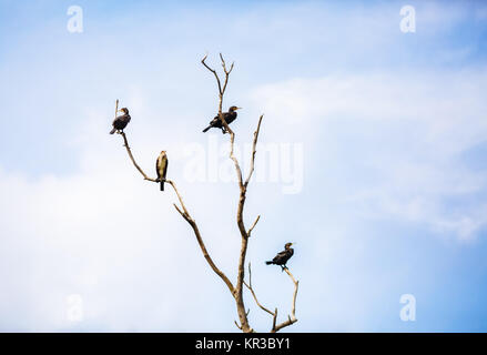 Cormorans sur arbre sec. Banque D'Images