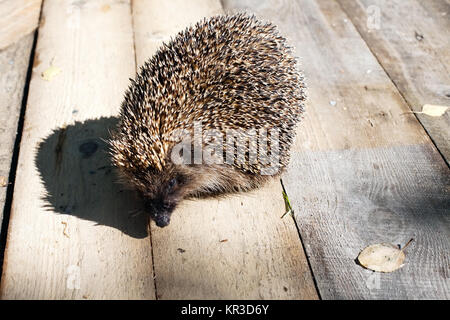 Hedgehog closep drôle avec son ombre sur fond de sol en bois Banque D'Images