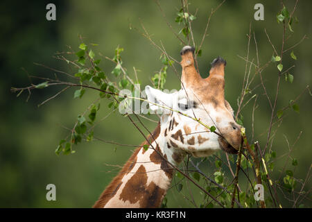 Girafe (Giraffa camelopardalis) sur fond vert Banque D'Images