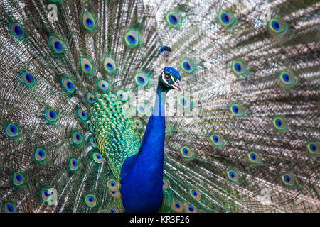 Avec des plumes de paon magnifique (Pavo cristatus) (shallow DOF (tons de couleur libre) Banque D'Images