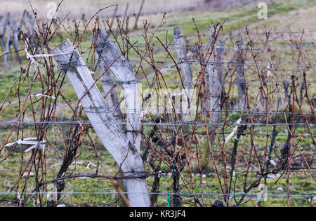 Vignoble d'âge dans le Burgenland Banque D'Images